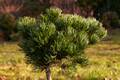 Pinus mugo Johanki HB (Tomszak) IMG_2874 Sosna kosodrzewina